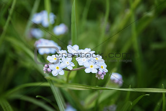 forget-me-nots on meadow close up