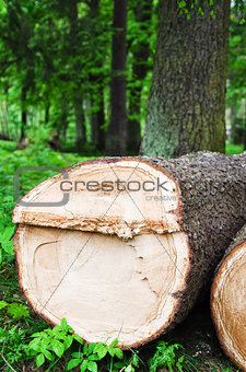 The cut fur-tree logs, close up