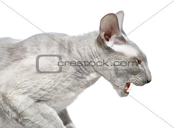 Angry Peterbald Cat