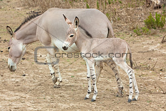 Somali wild ass baby and mother