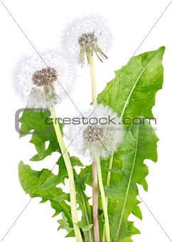 Blown dandelion with green leaves