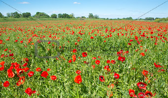 field of poppies