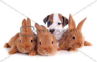jack russel terrier and bunnies