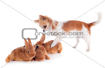 chihuahua and bunnies