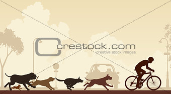 Dogs chasing cyclist