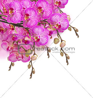 orchid flowers  branch
