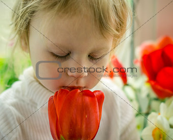 beautiful baby of red tulips