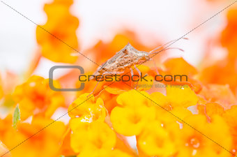 hemiptera on the yellow flower