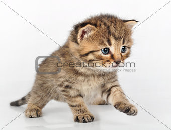 beautiful cute kitten walking alone