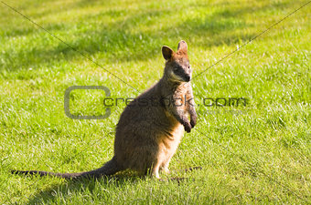 Swamp- or Black Wallaby on grassland