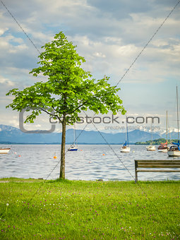 tree at the lake