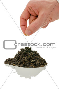 Hand planting seed in soil