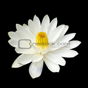 White lotus flower on white background
