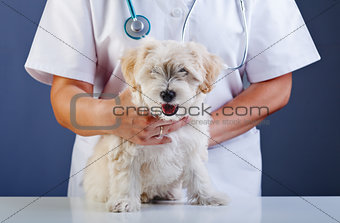 Small dog being examined at the veterinary doctor