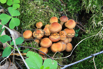 Kuehneromyces mutabilis, mushrooms