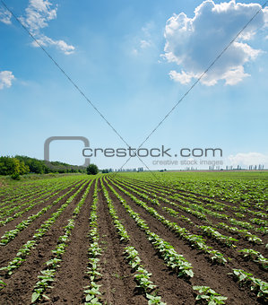 field with green shots of sunflower under cloudy sky