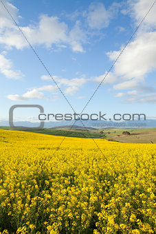 Yellow fields of canola flowers with mountain range in backgroun