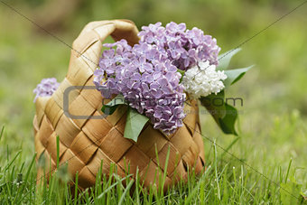 lilac flowers in birchbark basket on grass