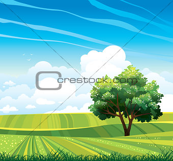 Blossom tree and green meadow 
