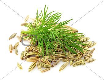Seeds and a fennel branch