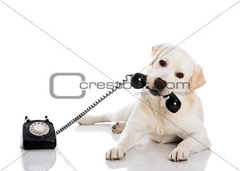 Labrador answering a call