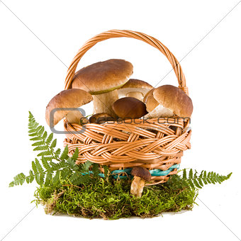 Boletus mushrooms in a basket