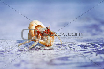 a close-up of the little hermit crab