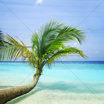 Beautiful palm tree on a tropical beach