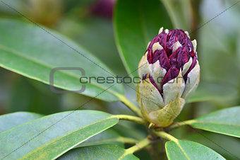 Close up of one rhododendron bud in a garden