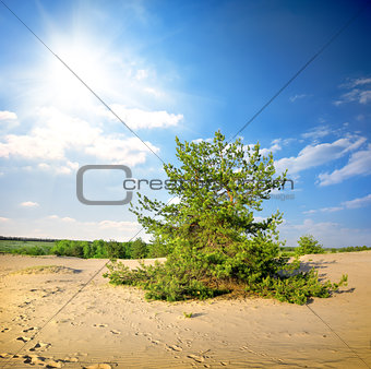 Pine tree in the desert