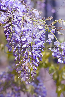 Wisteria sinensis flowers in spring