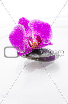 Orchid flower and a black stone in water