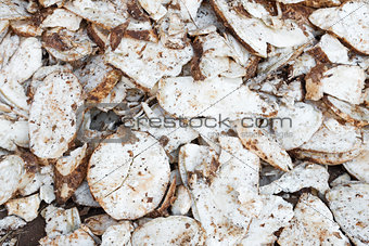 Cassava root slice