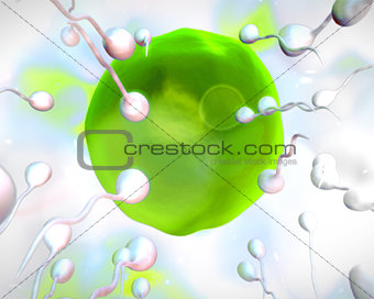 Green egg being fertilized