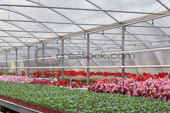 Greenhouse with flowers and shrubs