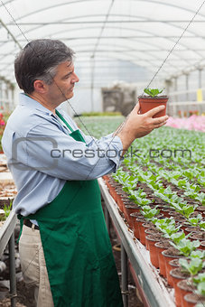 Gardener looking at plant