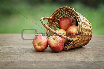 gala apples in a wicker basket