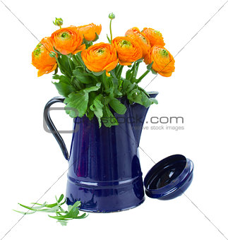 ranunculus flowers in pot