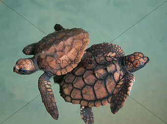 two turtlet
