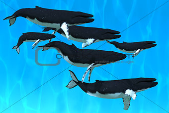 Humpback Whale Family