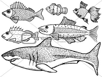 set of kinds of the fish