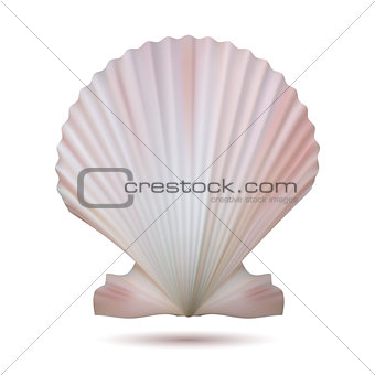 Scallop seashell isolated on white background
