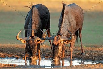 Blue wildebeest drinking