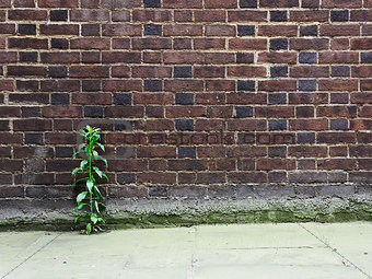 Brick wall and plant growing