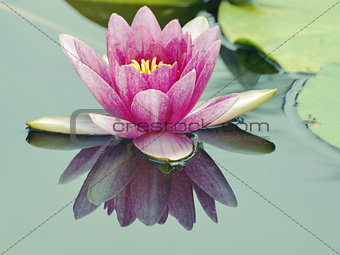 big lotus flower