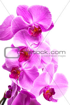Purple orchid flowers close up on white