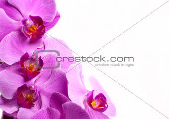 Purple orchid flowers close up on white