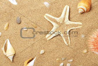 Cockleshells and a starfish lie on seacoast