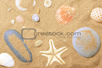 Cockleshells and a starfish lie on seacoast