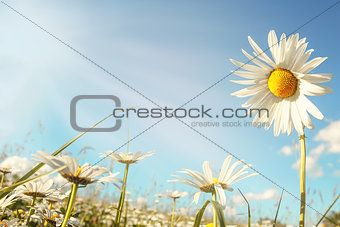 daisy flower field against blue sky with sunlight